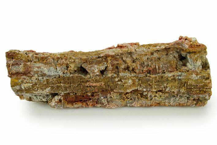 Devonian Petrified Wood (Callixylon) Section - Oldest True Wood #363351
